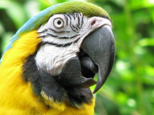 close up of green parrot head