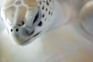 close up on face of pale sea turtle
