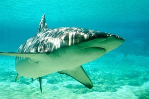 shark turning in shallow dappled water