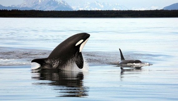 adult and young orcas in wild