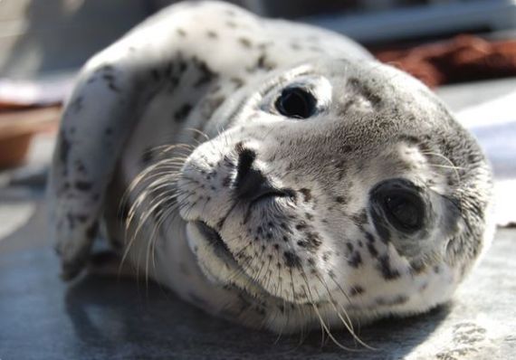 seal pup close up